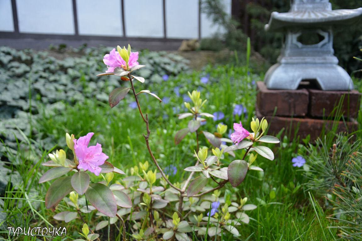 Рододендрон ПЖМ Элит в моём саду. Апрель 2026