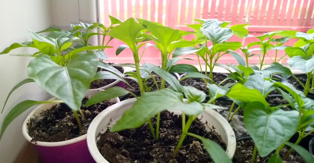 Монофосфат для рассады - вот почему мы неправильно используем: 3 неправды про него. И про завышенные ожидания - и про слухи