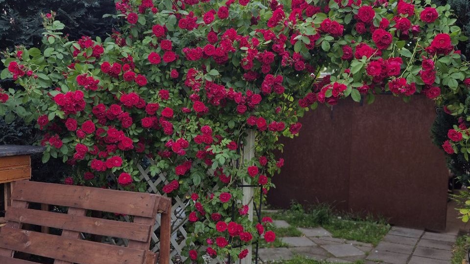 Уход за розами весной: 4 шага к пышному цветению