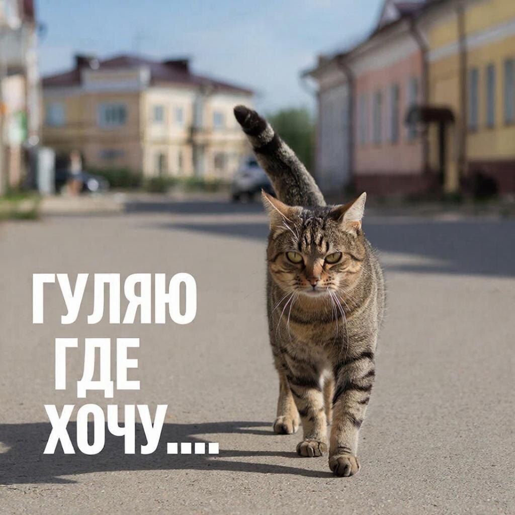 кошка гуляет на улице