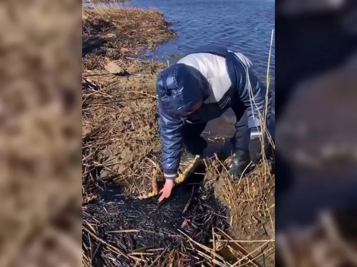    Кургальский заповедник. Фото: стоп-кадр видео из соцсетей Ивана Апостолевского