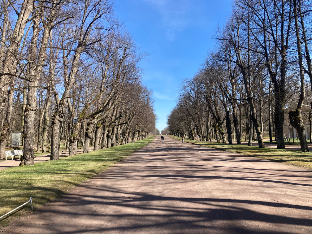 Весенние аллеи