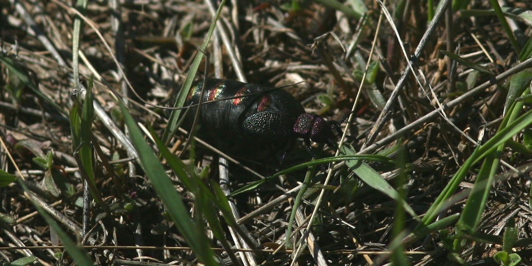 Май на порог – майку приволок