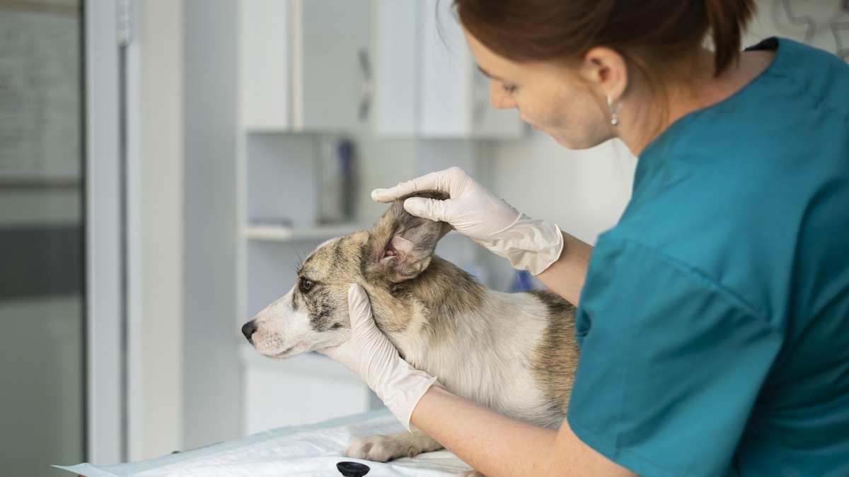    Внутри автобуса есть все необходимое для проведения хирургических операций в полевых условиях