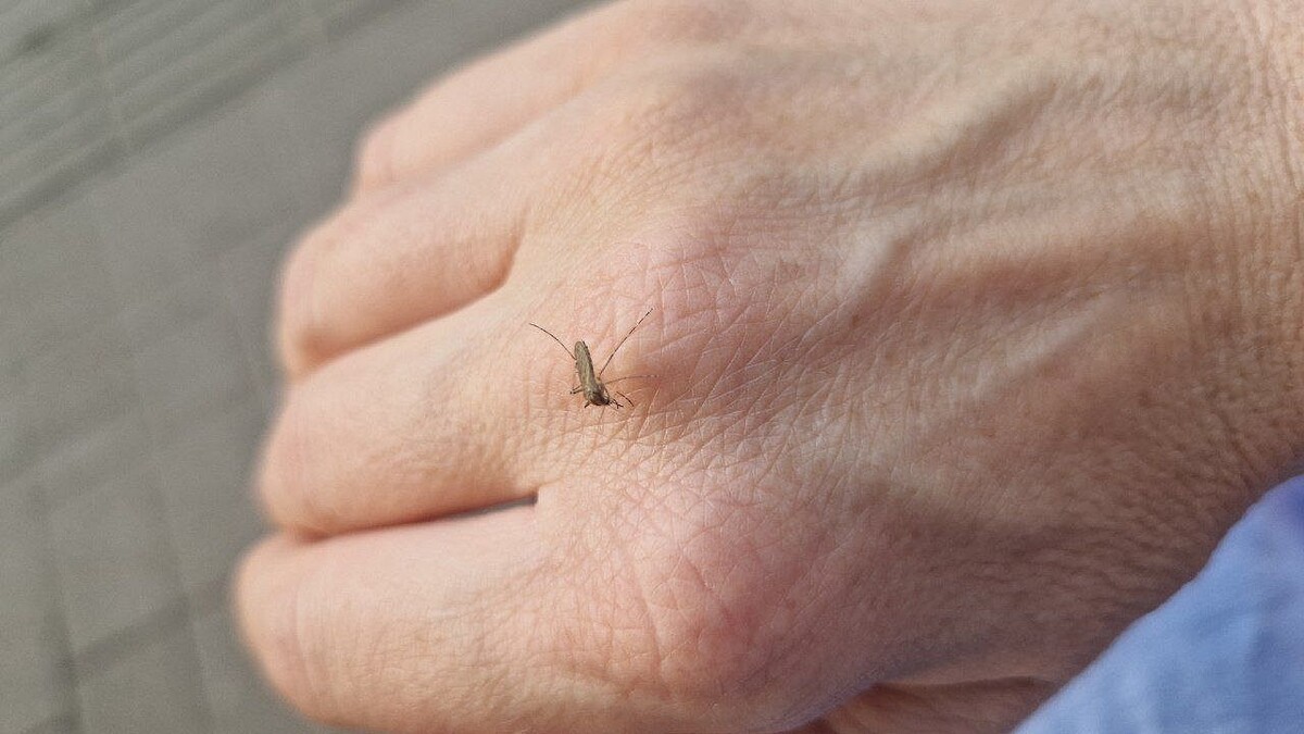    Фото: телеканал «Краснодар»