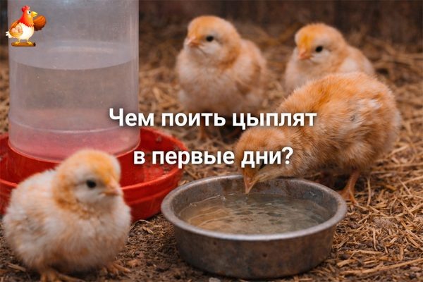 Чем поить цыплят в первые дни – не водкой, не магией и не бабушкиной паникой, а по уму и с пользой 🐥💦🐤