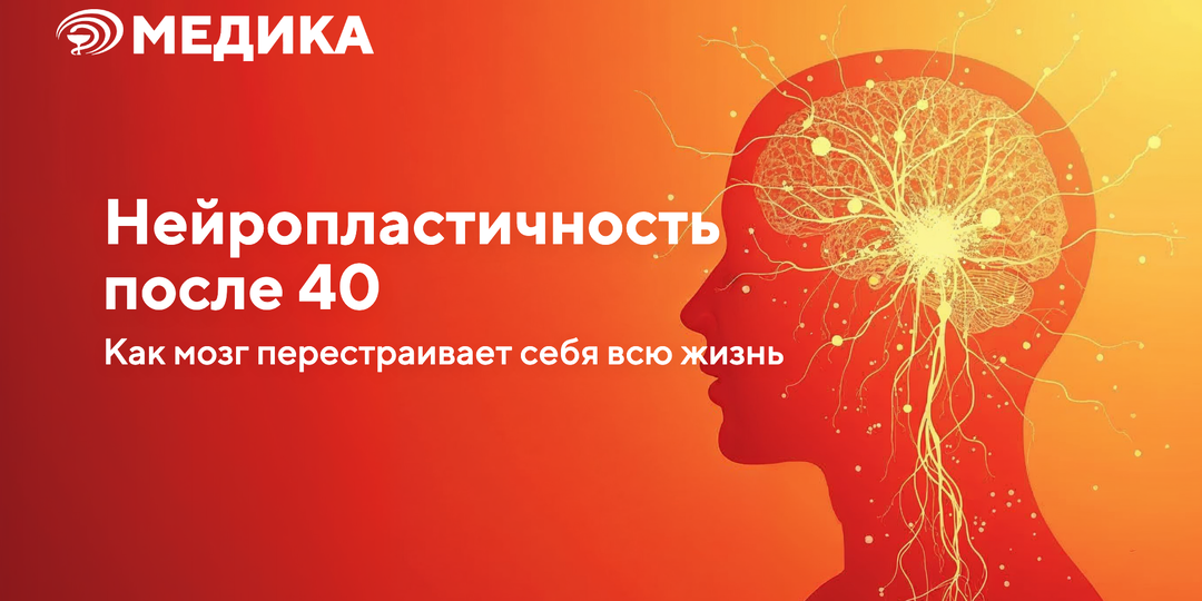 Нейропластичность: мозг умеет меняться в любом возрасте