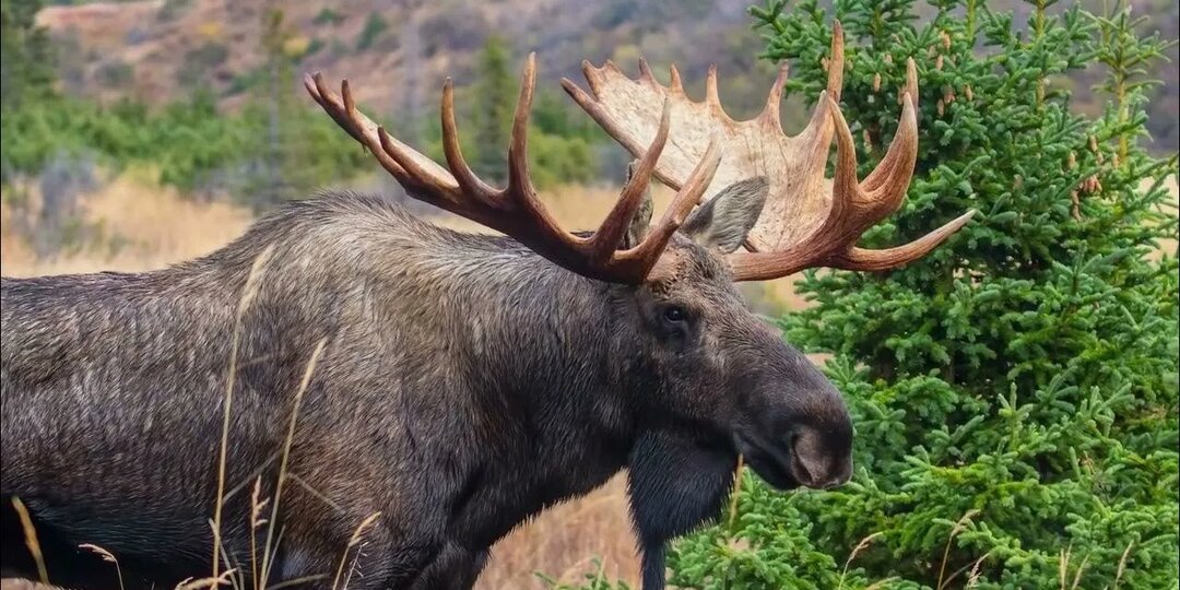 Кальций: Страж Ворот сознания. От ядра атома до космической сети