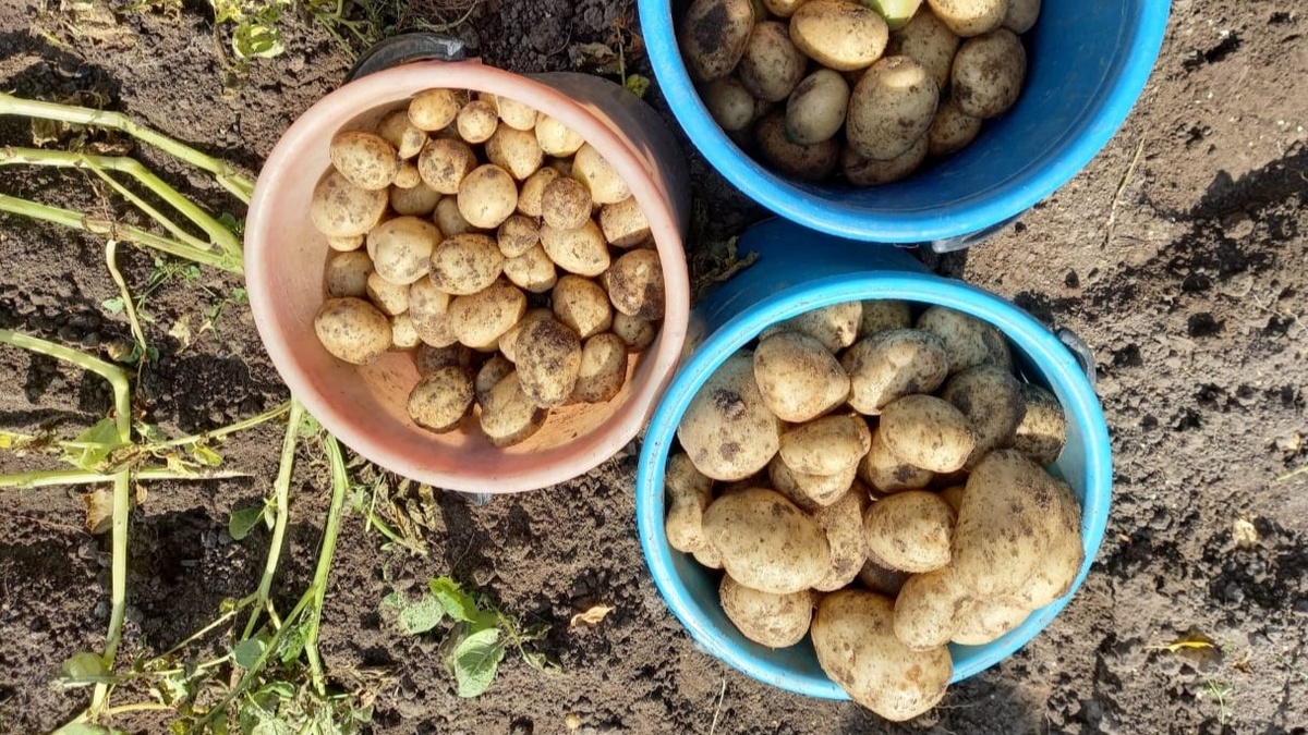 Слева — картофель с правильно отобранного материала. Справа — с того же участка, но с семенами из общей кучи. Разница только в отборе.