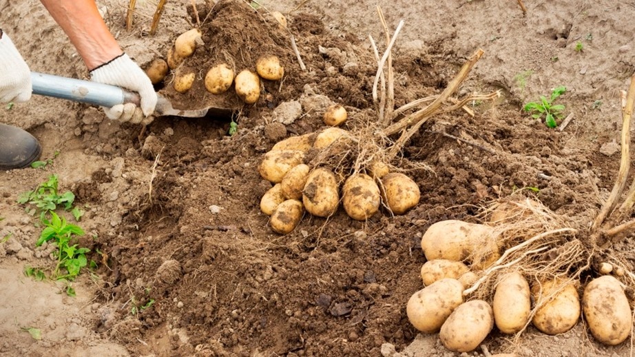 Вот так выглядит куст, с которого стоит брать семенной материал. 11 клубней, все одного размера, без пятен