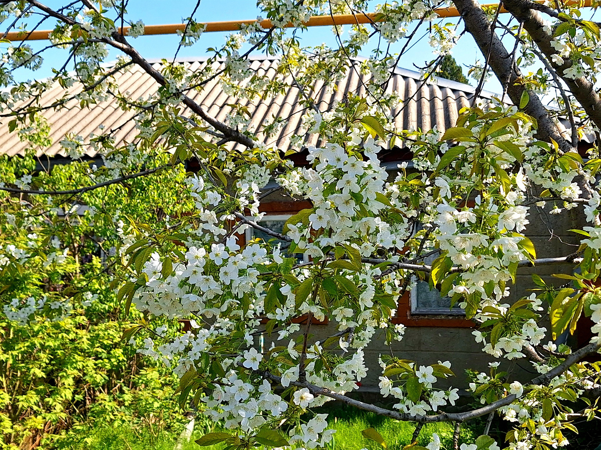 Черешня цветет. Фото автора.