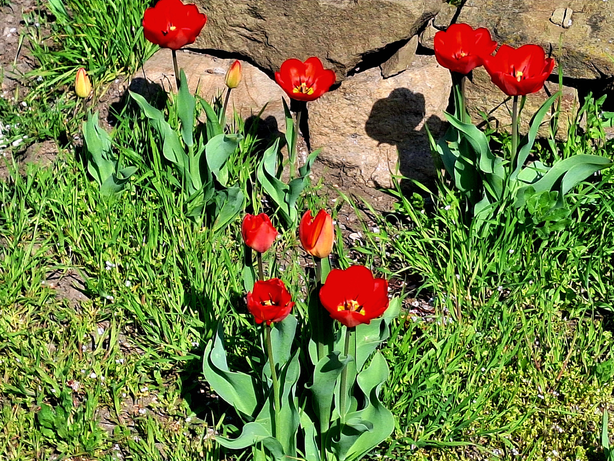 Красная шапочка.Фото автора.