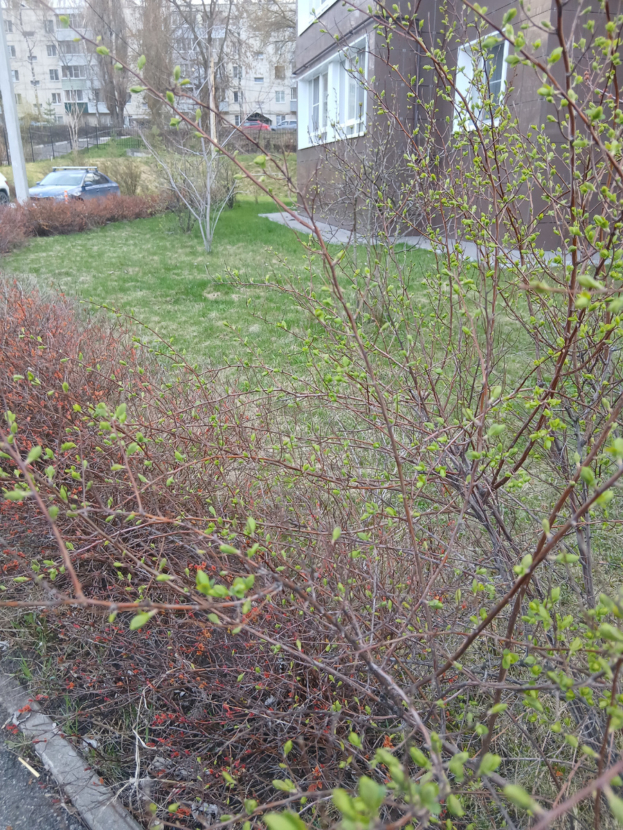 Все потихоньку распускается)