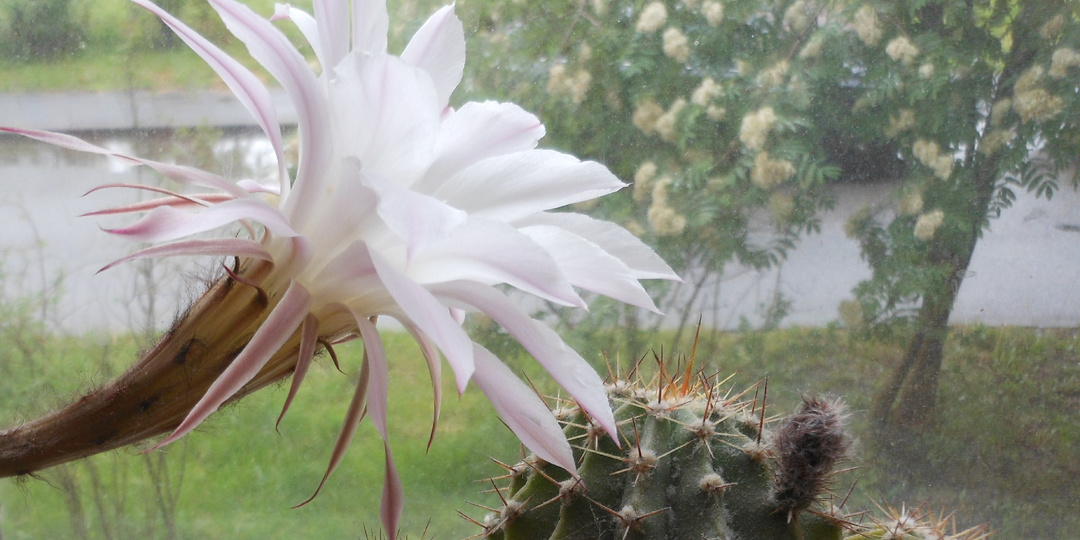 Песнь любви