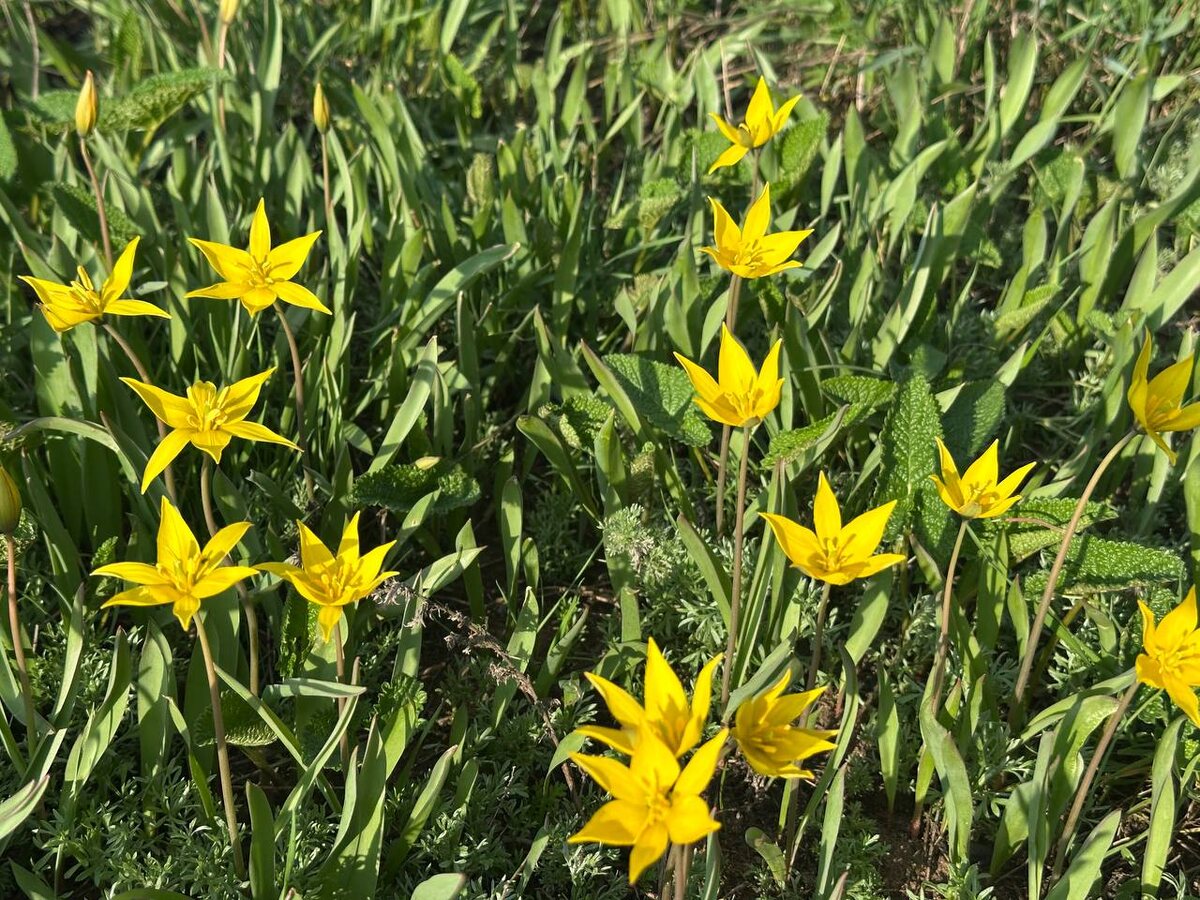    В Бузулукском бору расцвели тюльпаны Биберштейна