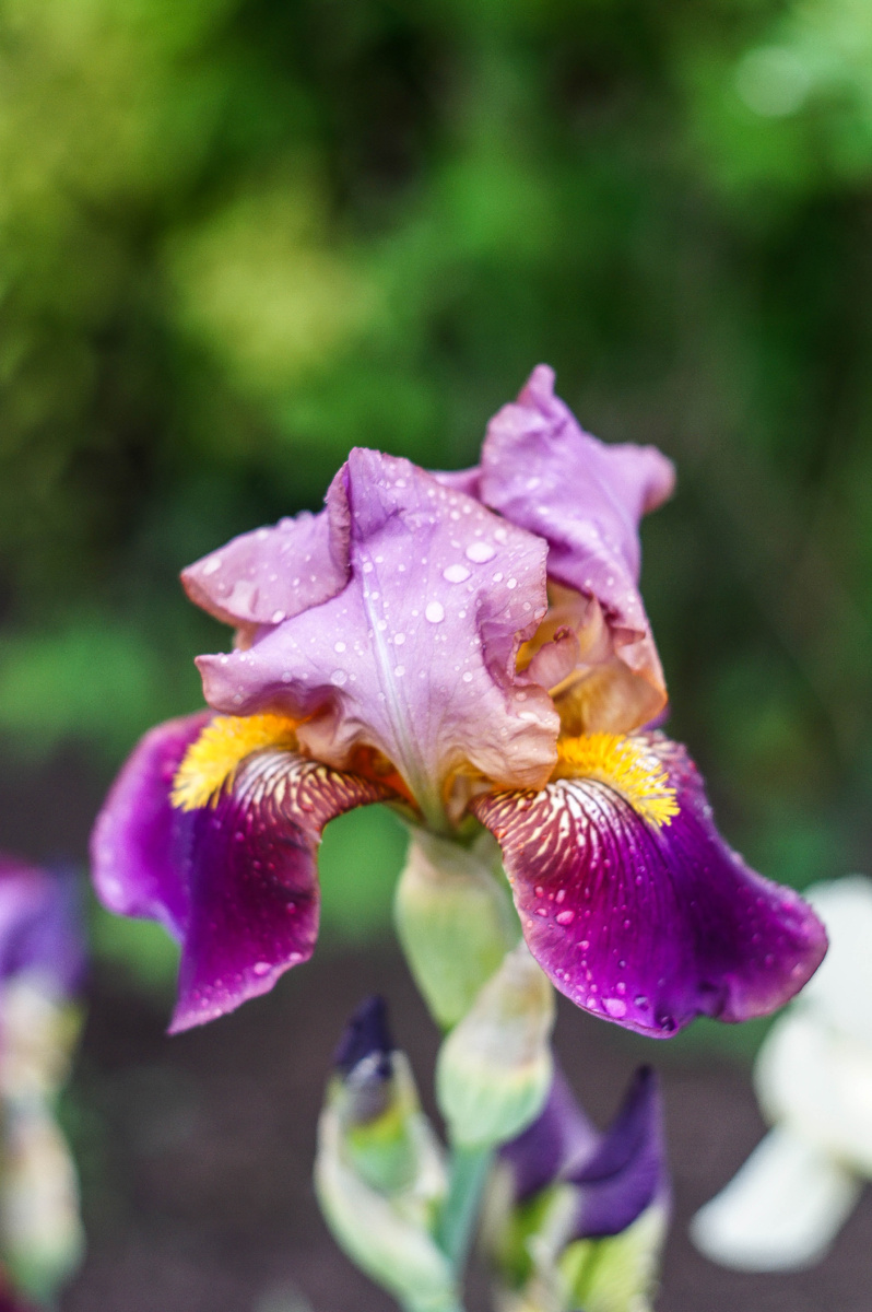 Ирис. Автор Андрей Батуркин.