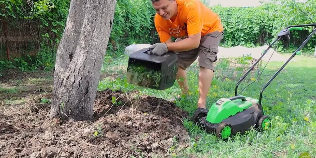 Семена сорняков в компосте и мульче: стоит ли бояться «засорить» огород?