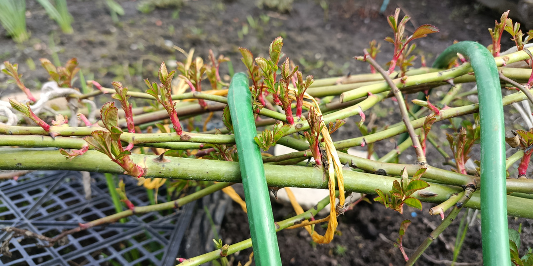 Пора вставать! Поднимаю роз-лежебок и отпускаю их на свободу