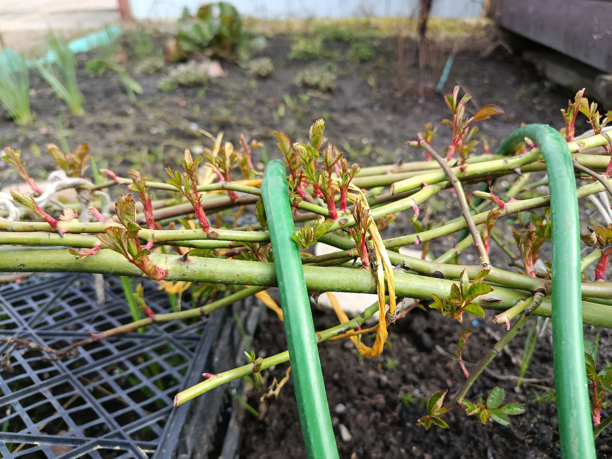 Фото автора 