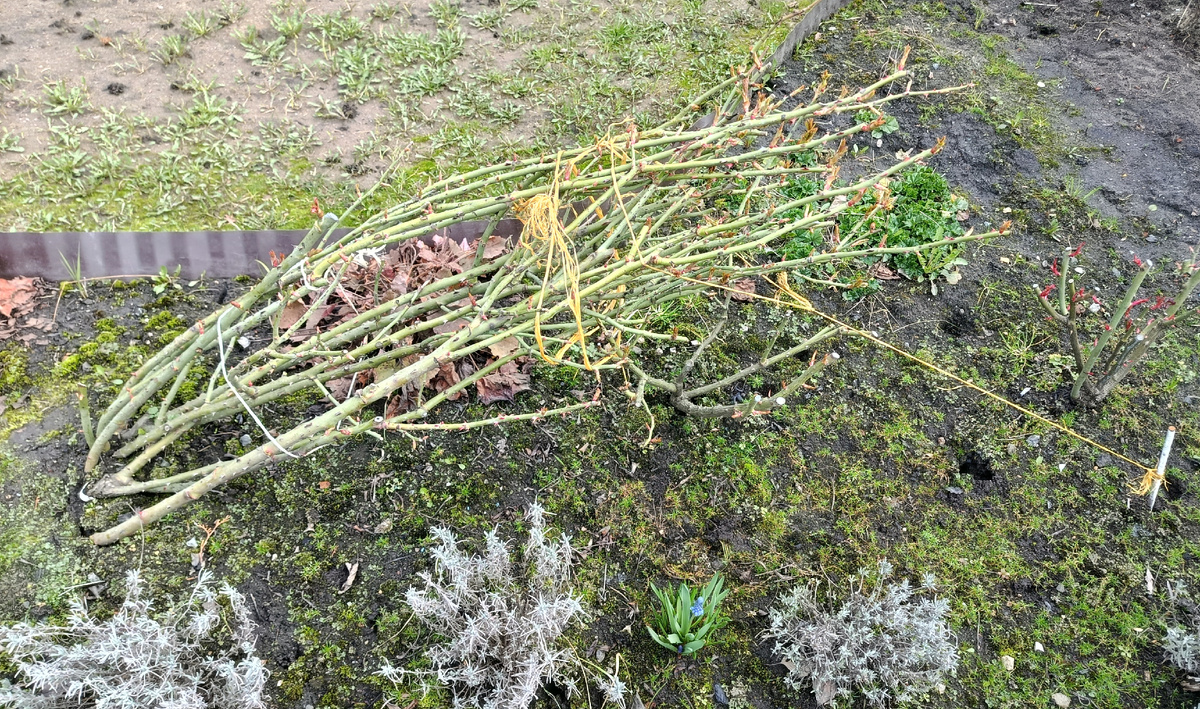 Так она зимовала. Фото автора 