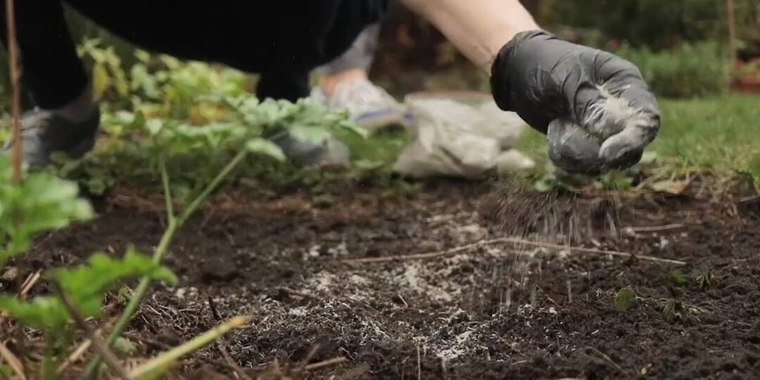 Сода на грядках: помощь растениям или скрытая угроза для почвы?