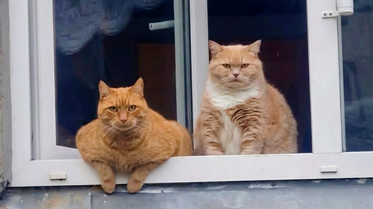 – Смотри, ещё один двуногий нам кискает. – Угу. И только за сегодня это уже 17-й