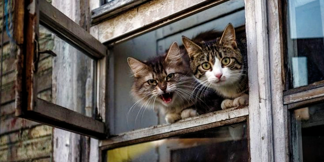 – Хорошо, что мы коты, пацаны: 17 смешных фото кошек на окне, о чём они думают