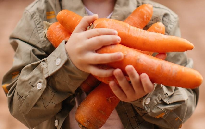 Секреты выращивания моркови: как получить идеальный урожай без лопаты и химии