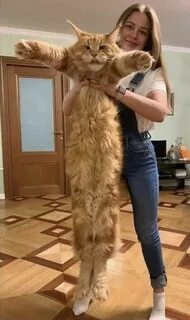 Фото Яндекс Картинки 