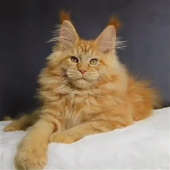 Фото Яндекс Картинки 