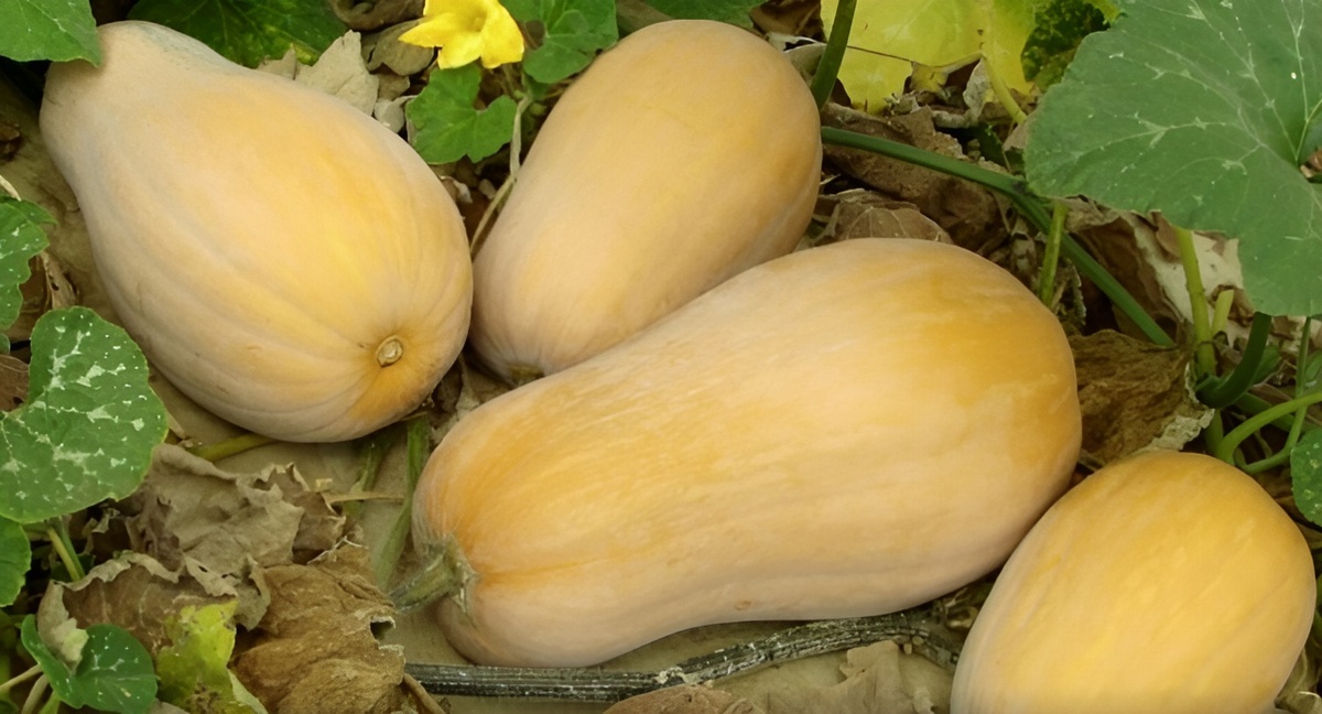 Тыква будет Крупная и сладкая: Секреты успешного выращивания. Мелкоплодные сорта можно почти не формировать — у них изначально закладывается много маленьких завязей.