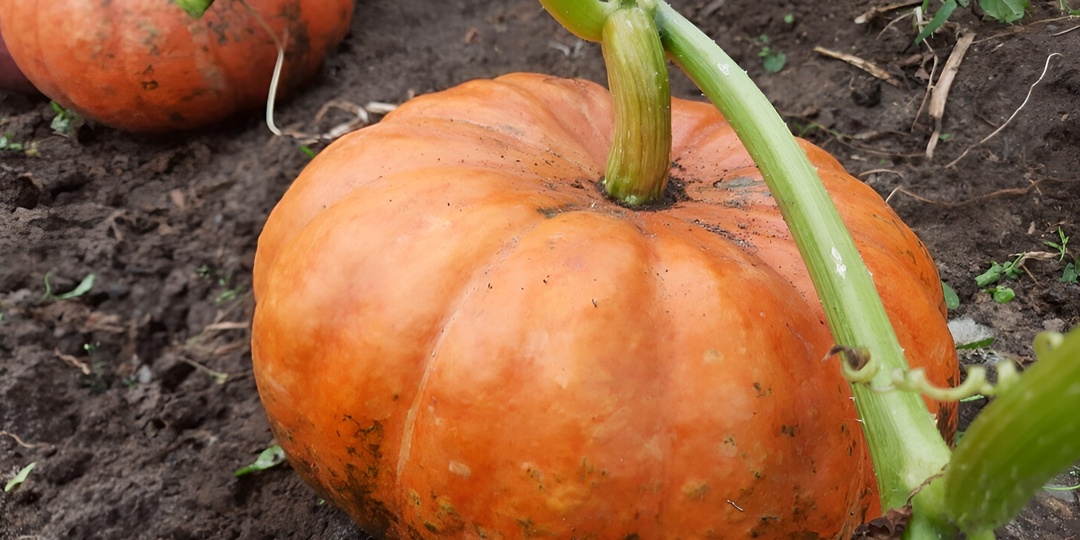 Тыква будет Крупная и сладкая: Секреты успешного выращивания тыквы