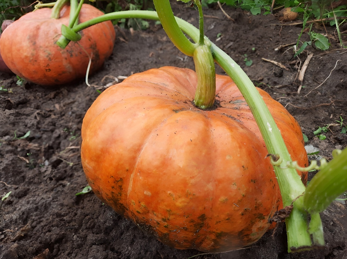 На одном кусте оставляйте не больше 2-3 завязей (для крупноплодных сортов) — тогда тыквы вырастут большими.Тыква будет Крупная и сладкая: Секреты успешного выращивания.