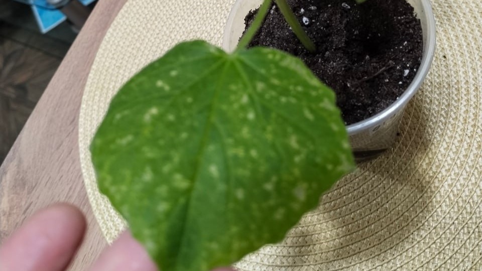 Профилактика паутинного клеща: как не дать вредителю шанса на новоселье