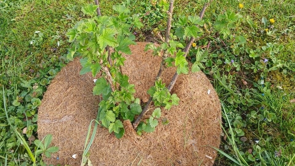 Как помочь саженцу прижиться: 5 правил успешной посадки