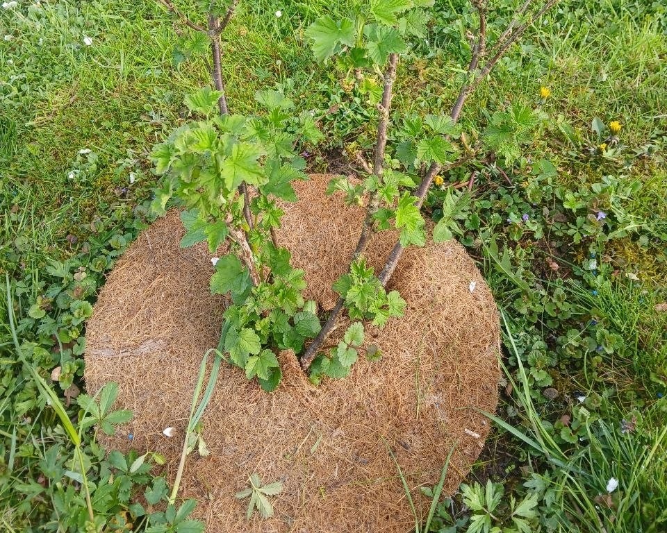 фото ученицы Ягодного курса