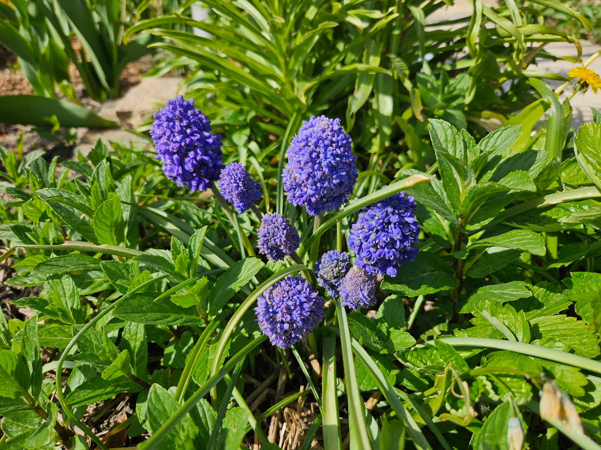 Мускари распускаются