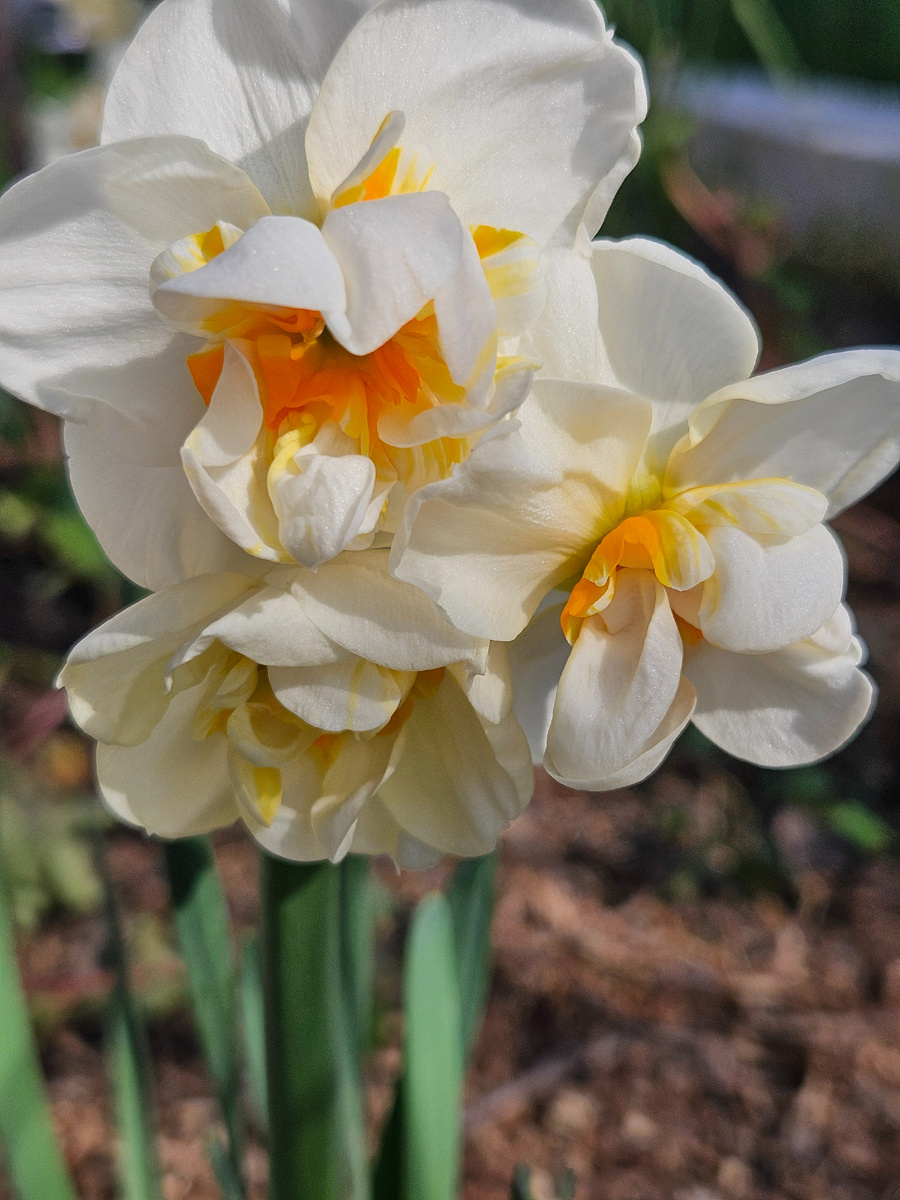 Нарцисс сорт Уинстон Черчилль