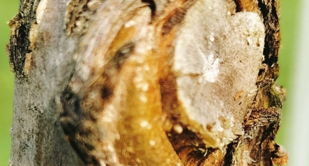 Топ-5 ошибок при обрезке: как не погубить плодовый сад