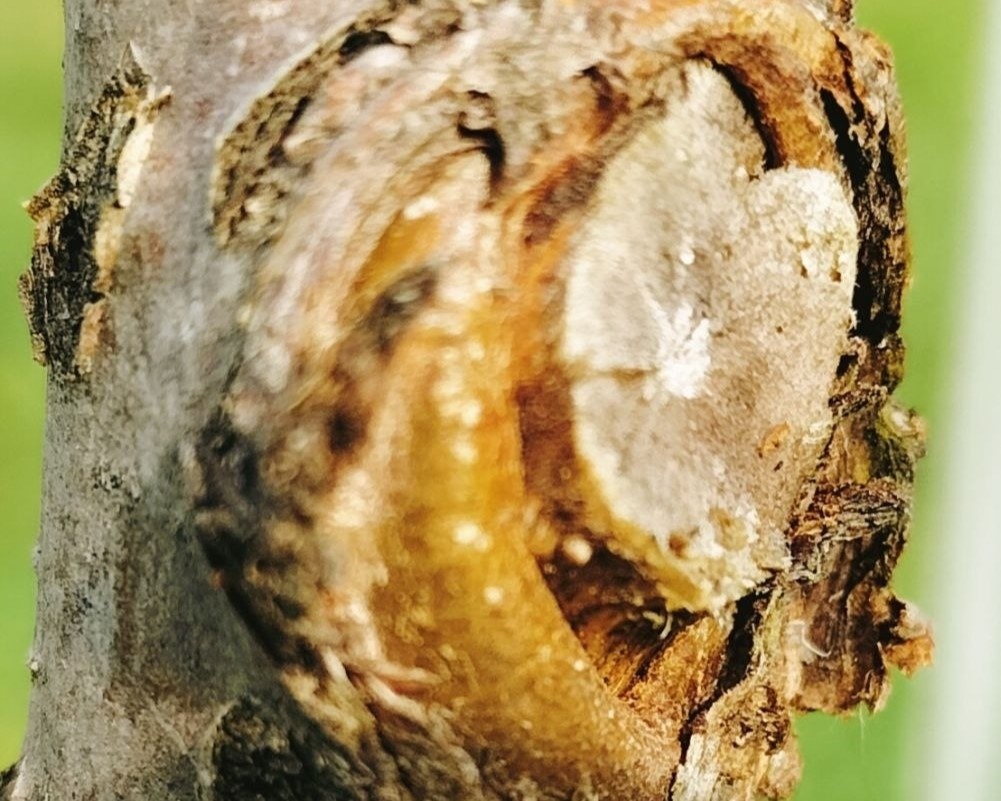 фото из чата Дачны агроном (на фото последствия неправильного среза)