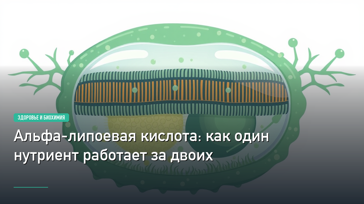 альфа-липоевая кислота. Биохимия