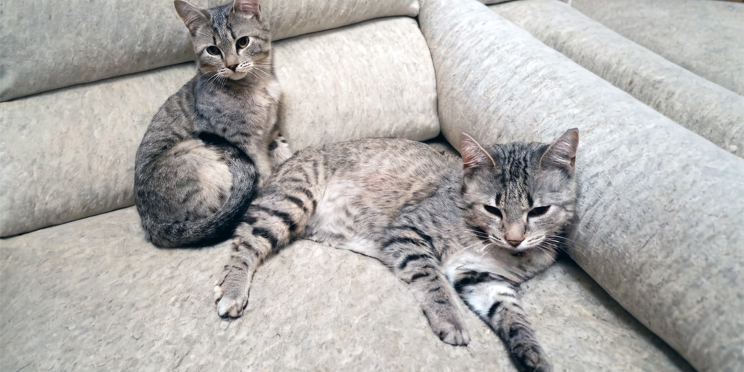 Никого лишнего