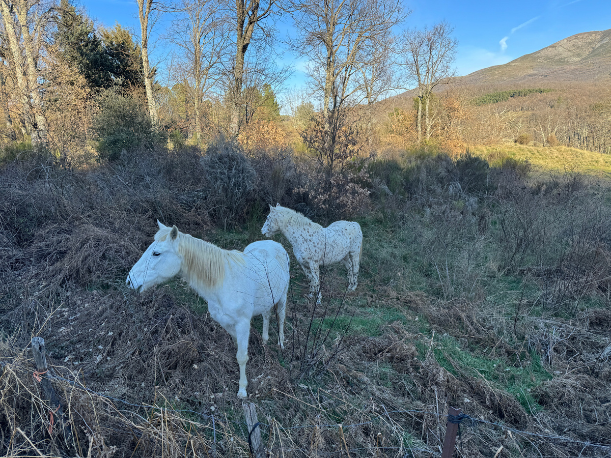 Это Сеус и Триана, правда, на другом пастбище несколько месяцев назад