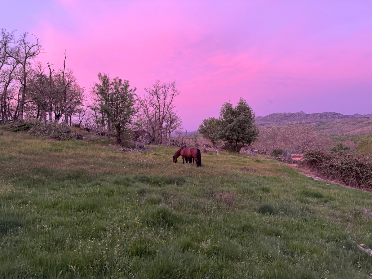 Вот такая идиллия была на том пастбище. И чего сбежали?