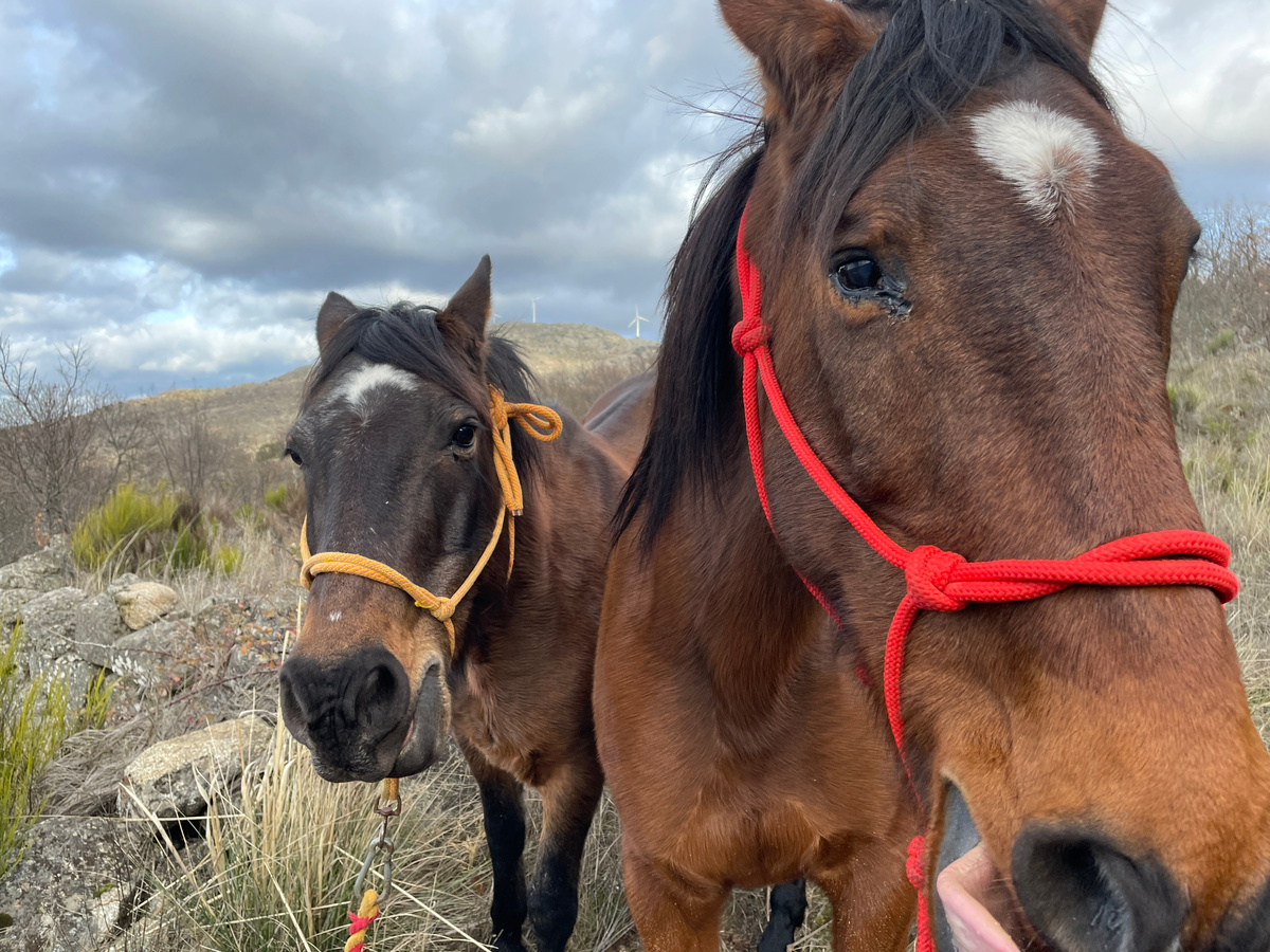 А это Хордан (слева) и Факир (в красном недоуздке)
