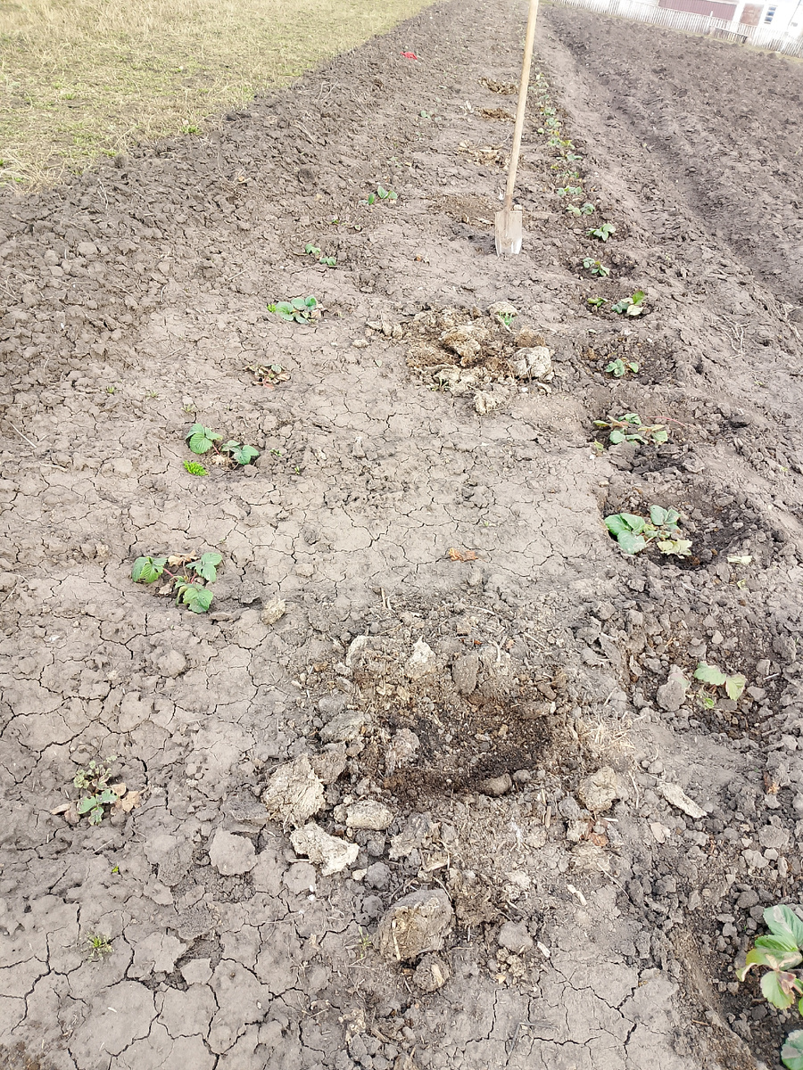 Два ряда клубники 