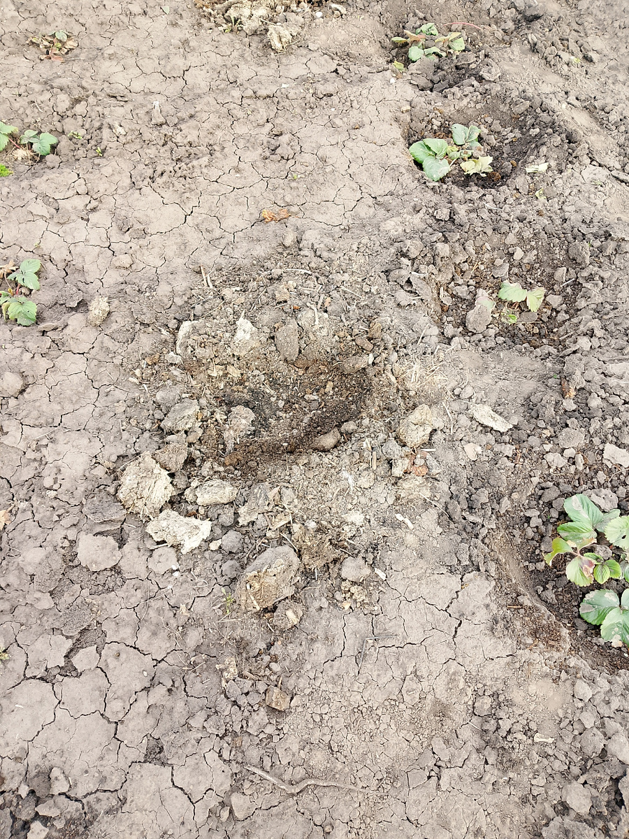 К каждому кусту немного компоста.