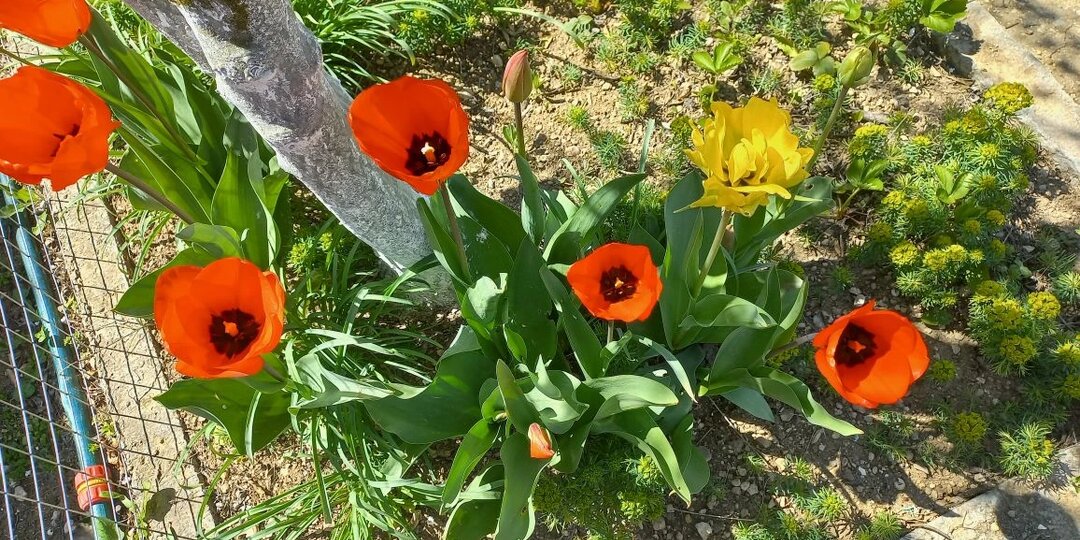 Как фундамент подружился с грушей. И другие приключения в крымском саду