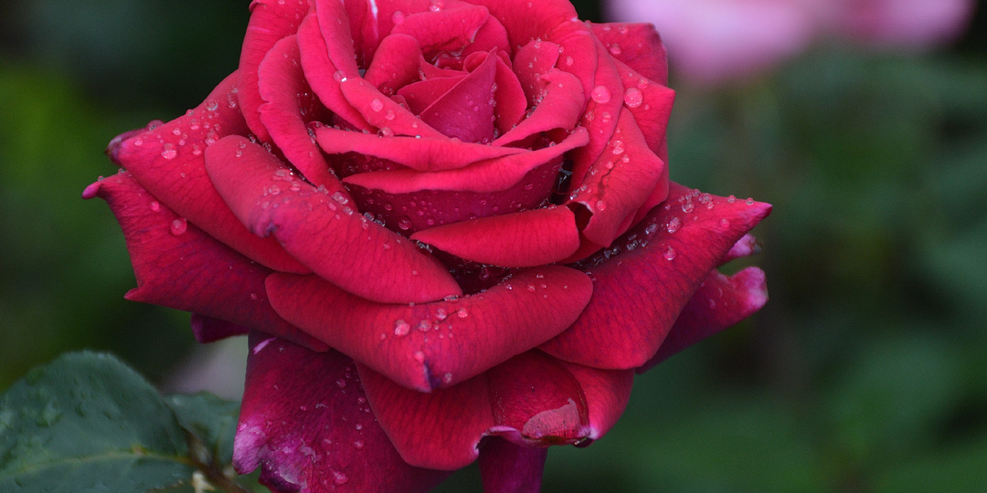 Снова саженцы роз. Розы Кордесов