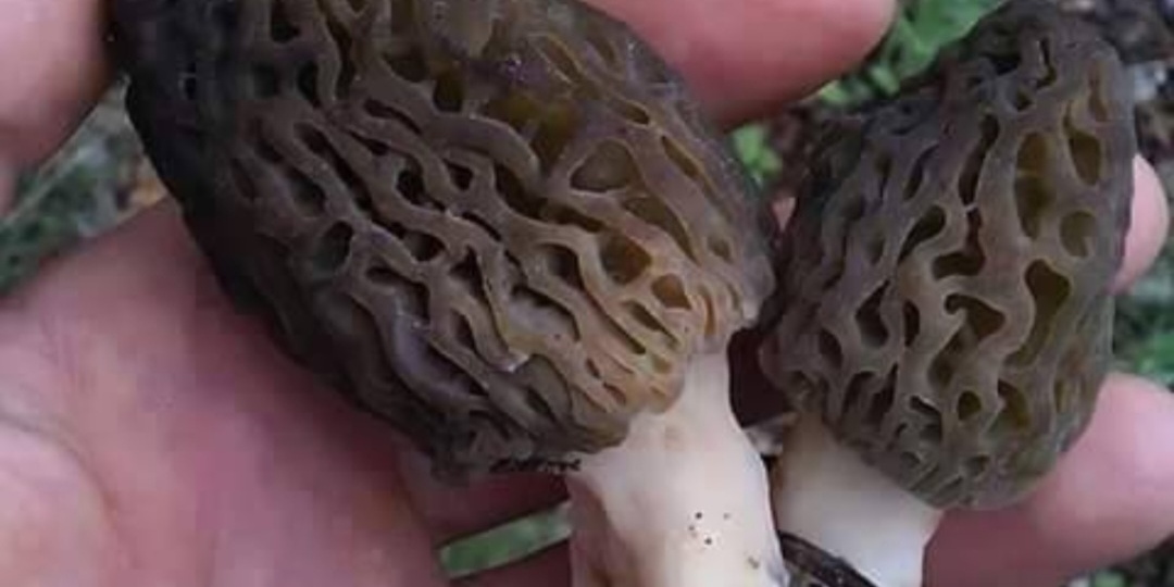 Грибной сезон в Турции: не осенью, а в апреле